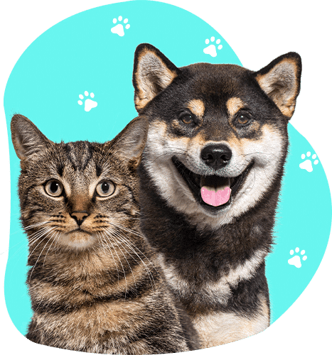 Perro y gato posando sobre fondo decorativo