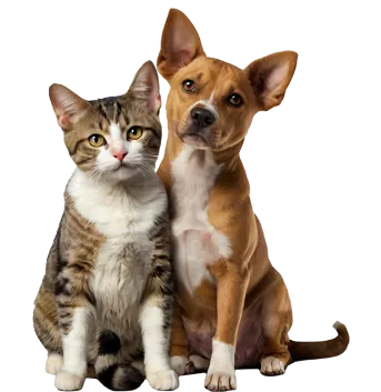 perro y gato posando 2