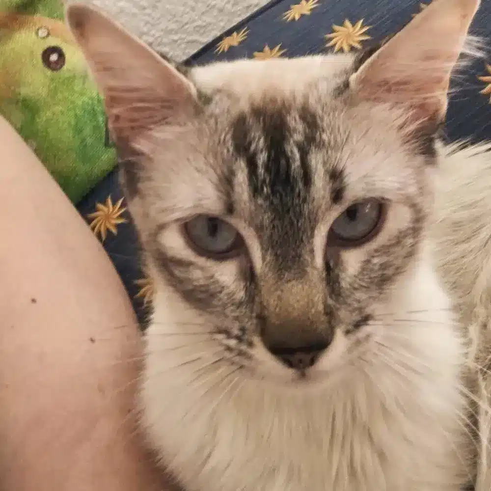 Gato viendo a camara