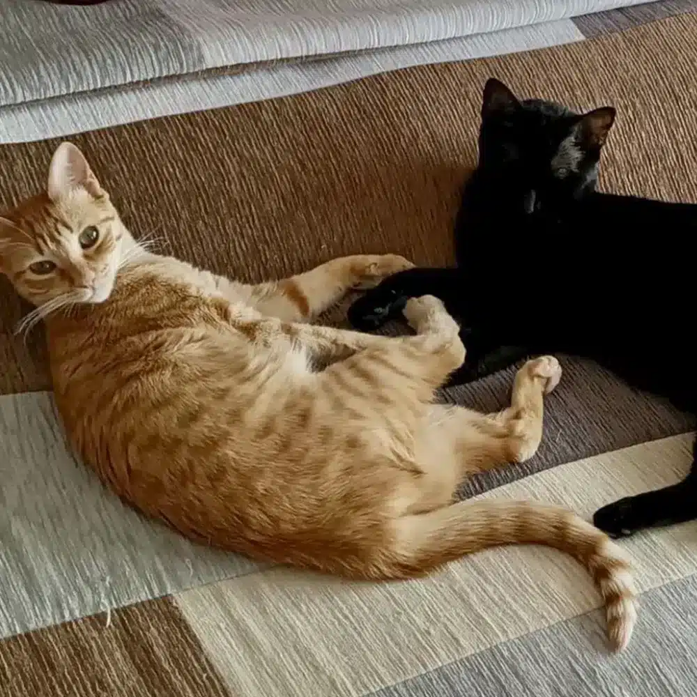 gatos jugando en alfombra