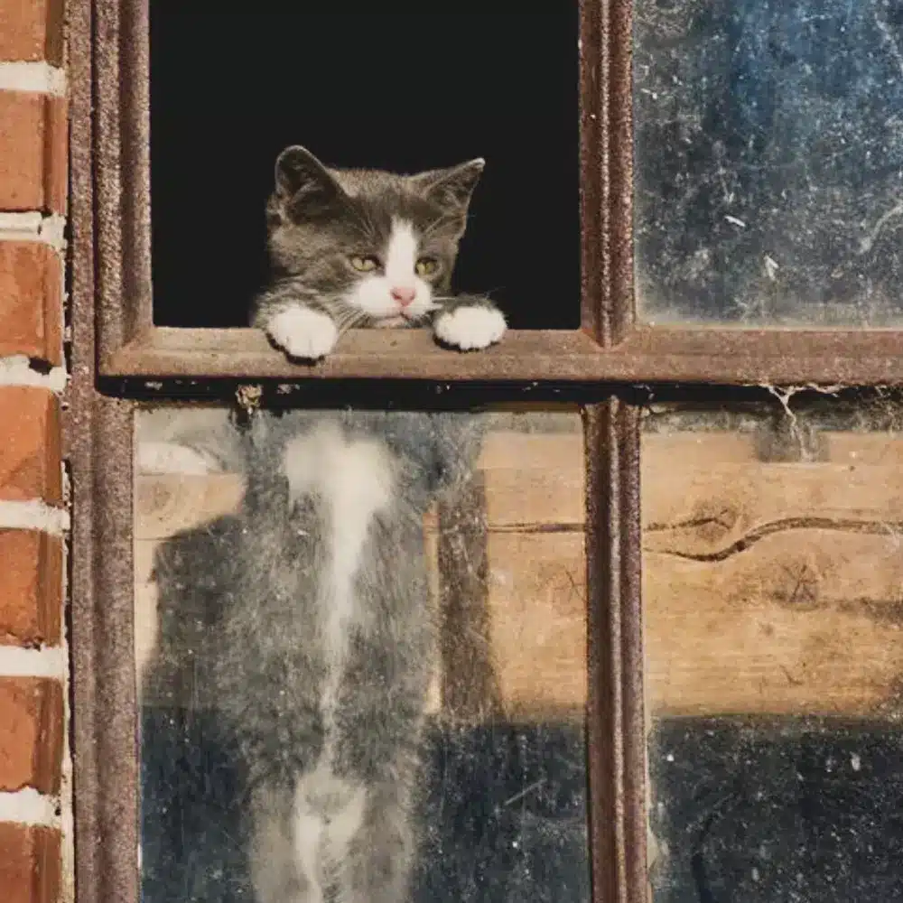 Gato observando apoyado en ventana