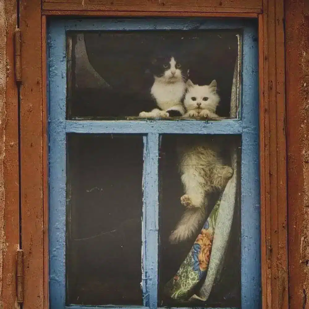 Gatos apoyados en una ventana