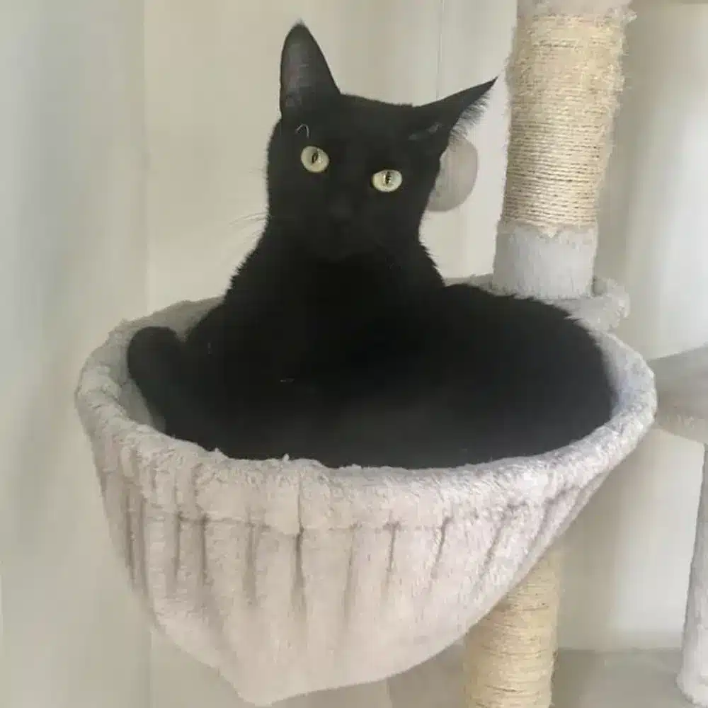 Gato negro en su cama