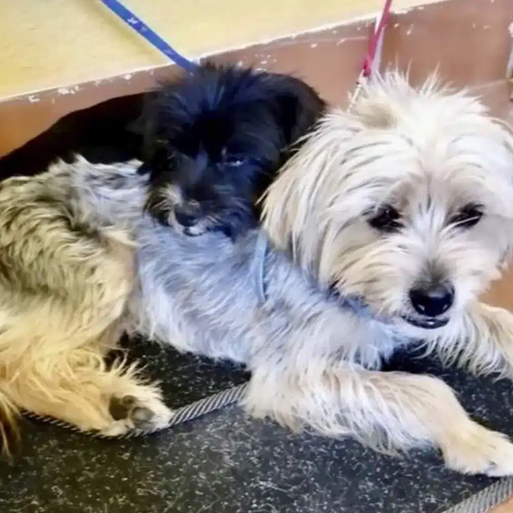 Perro acostado en cama