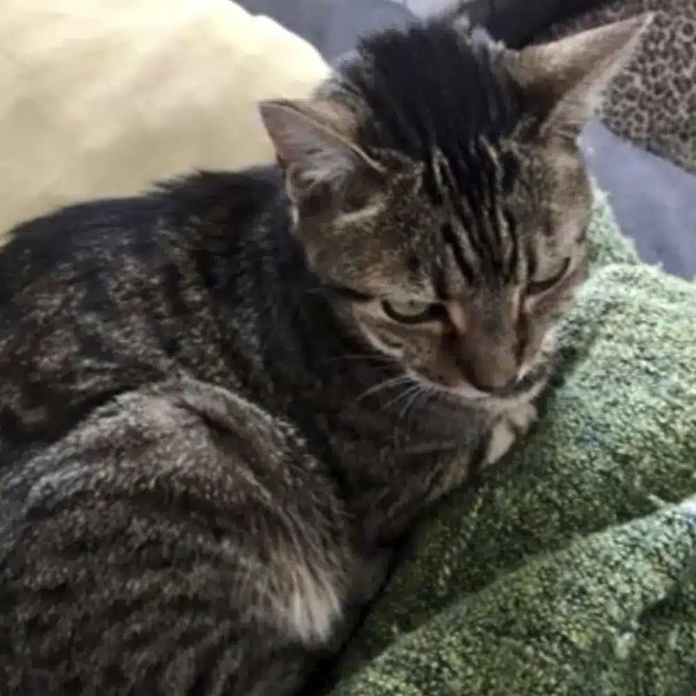 Gato acostado en sofa