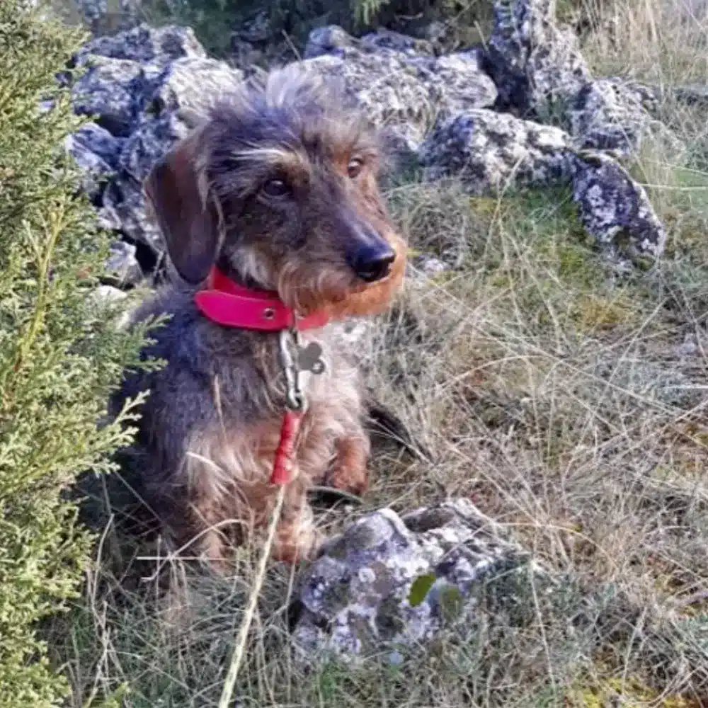 Paseo con perro en parque