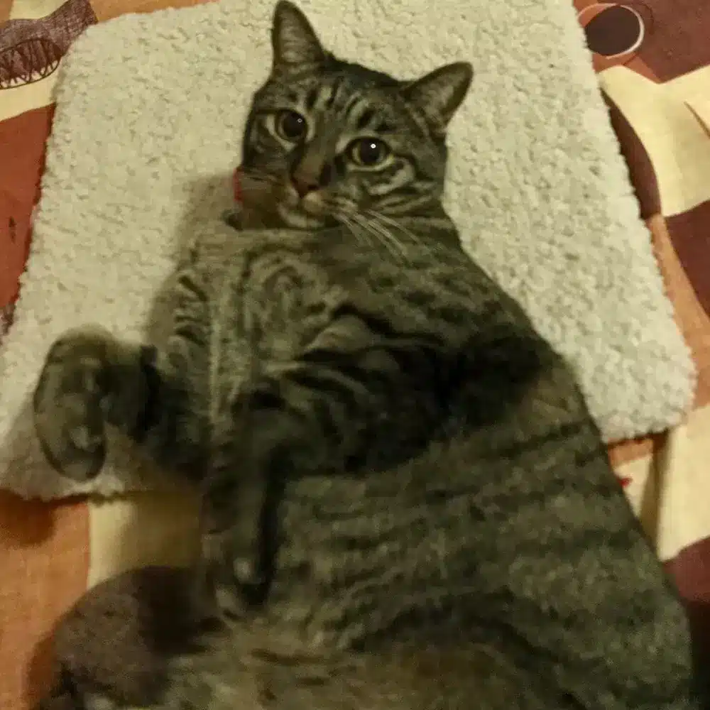 Gato acostado en almohada